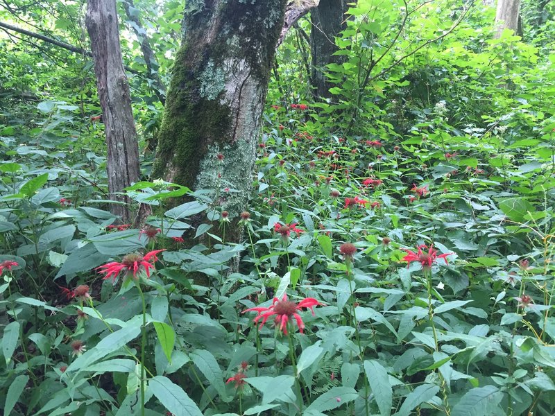 Wildflowers along the High Rocks Trail.