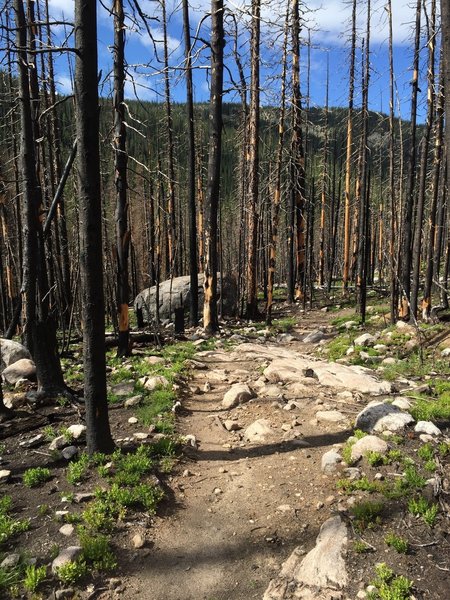 Fire damaged area of Tonahutu Creek Trail.