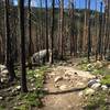 Fire damaged area of Tonahutu Creek Trail.