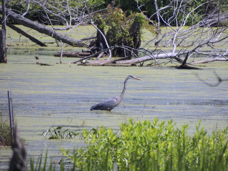 Great blue heron looking for food.