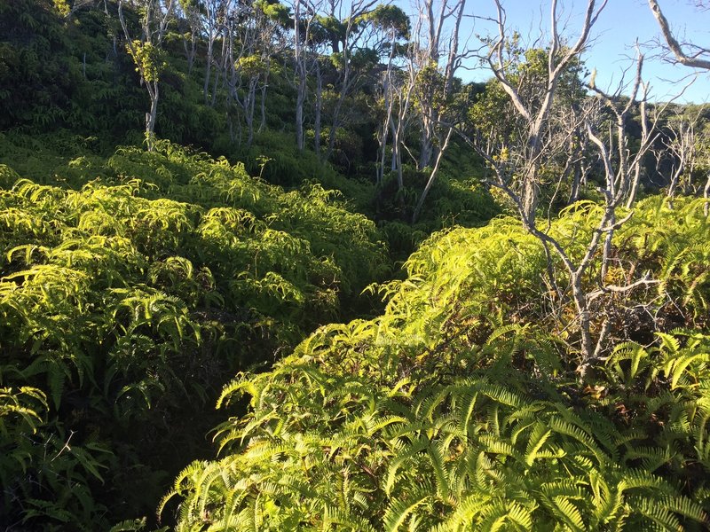 The ferns that you'll be hiking through.