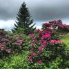 Rhododendron gardens in bloom.