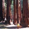 MK with The Senate - Sequoia NP