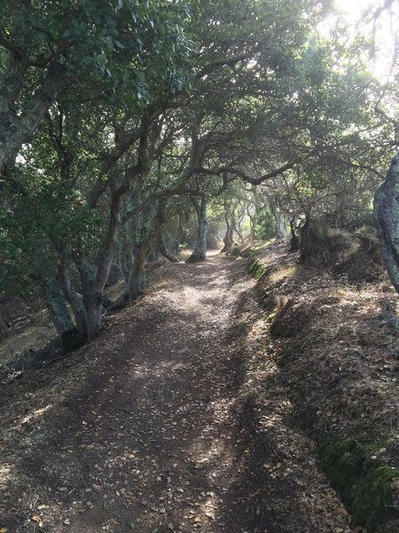 Beautiful, dense woods on N. Ridge Trail.