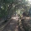 Beautiful, dense woods on N. Ridge Trail.