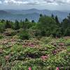 Rhododendron Gardens in Bloom