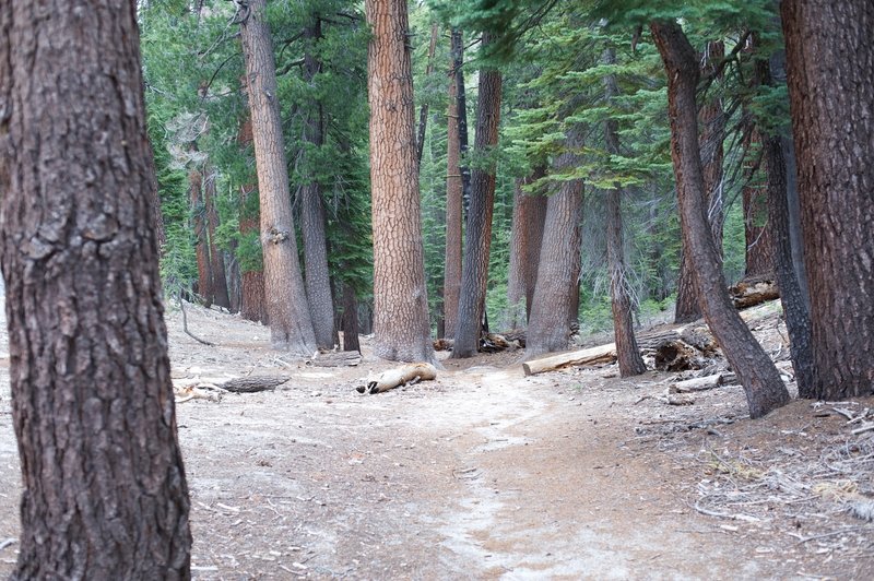 Trail winding through the trees on the way to the lake.