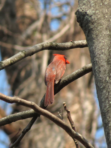 Male Cardinal