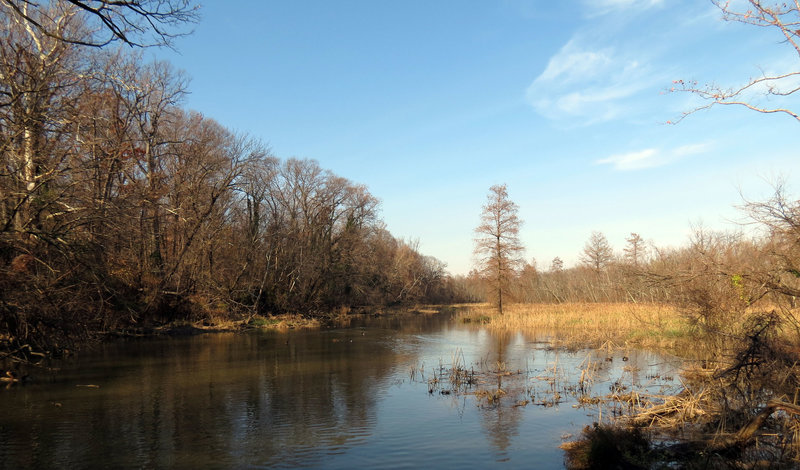 Roosevelt Island Marsh