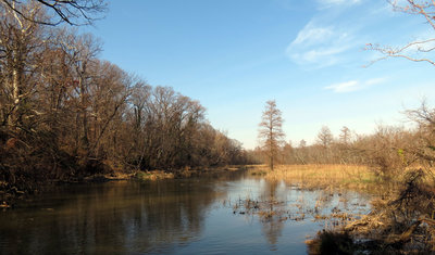 Roosevelt Island Marsh