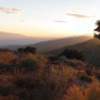 Joshua Tree tree.