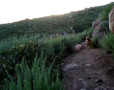 Evening hike: four-legged hiker.