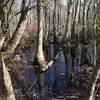 Bald Cypress swamp on the Kingfisher Trail.