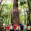 Troop 68 and one of the giant Loblolly Pines at Congaree NP.