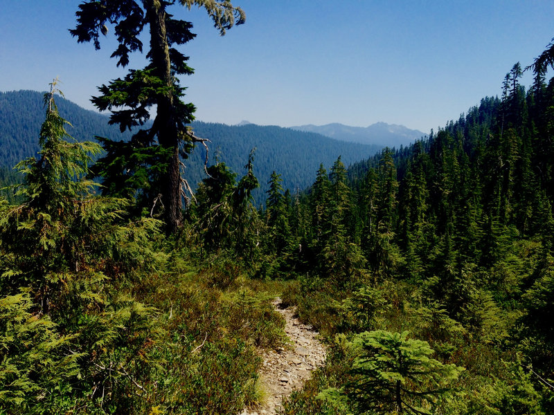 Heading down the Elip Creek Trail to the North Fork of the Quinault River.