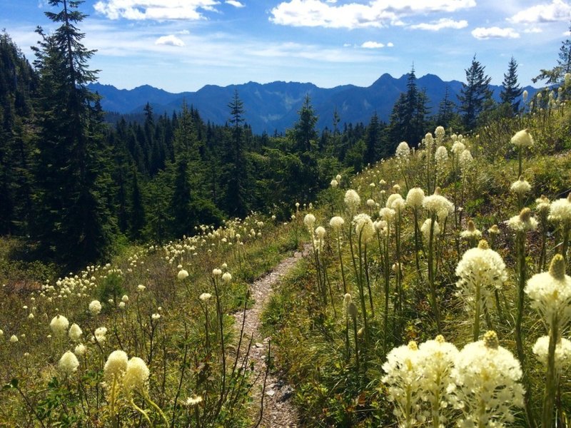 Beargrass blooming along the Black and White/ Smith Lake Trail.