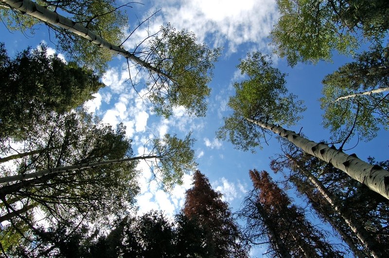 Look up - Beautiful Aspens along Donut Falls Trail.