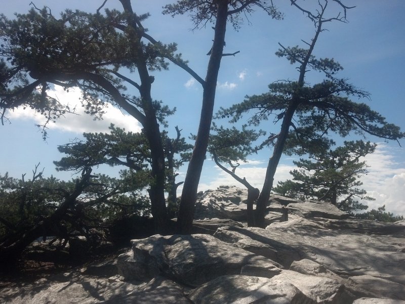 Pines on Hanging Rock