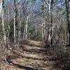 The top portion of the trail is fairly wide and grassy, making for easy hiking as you climb toward the Cove Mountain Summit.