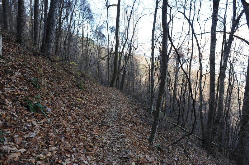 The trail narrows as you approach the intersection with Bote Mountain Trail.