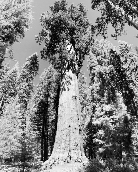 General Sherman Tree