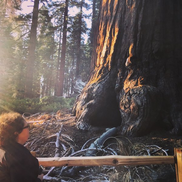 Sequoias in the Grant Grove