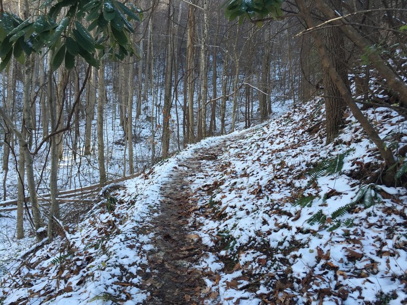 Cucumber Gap Trail as it winds through the forest in November.