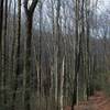 Miens Mountain Trail as it winds through the woods.