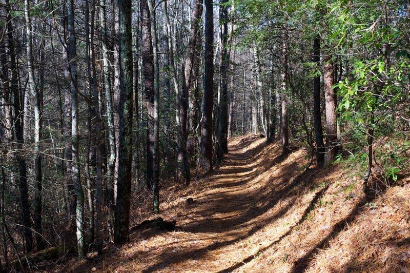 Lumber Ridge Trail making it's way through the trees.