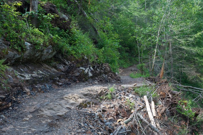 Trail leading through an area that got a great deal of blowdown after storms in 2011.