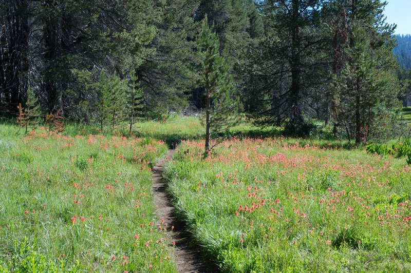 Flowers blooming along the trail as it skirts McGurk meadow.