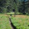 Flowers blooming along the trail as it skirts McGurk meadow.