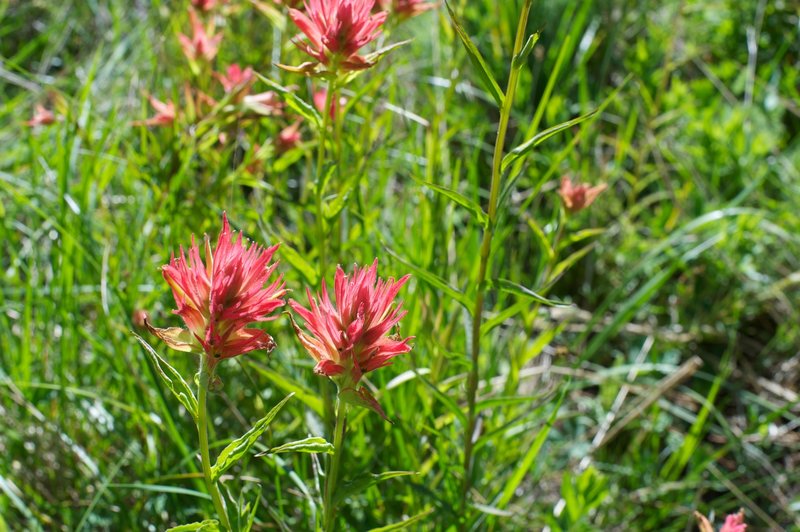 Giant red paint brush in McGurk Meadow.