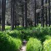 The trail working it's way through the tall grass and trees in the area.