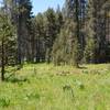 The area where the meadow begins to blend with the forest.