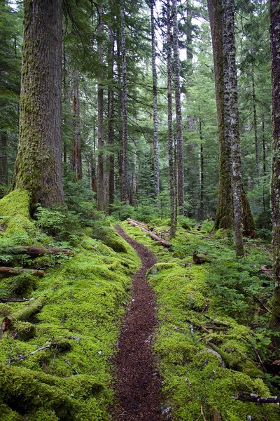 Trail through old growth.