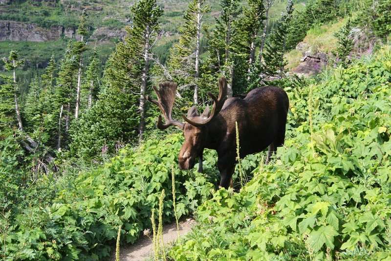 Watch out for moose along the Iceberg Lake trail.