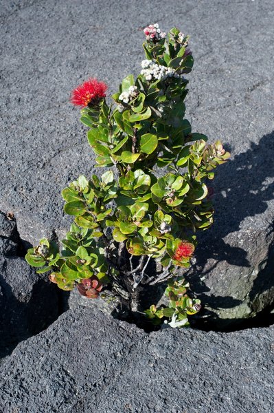 Flowers growing up from the lava inside the crater.