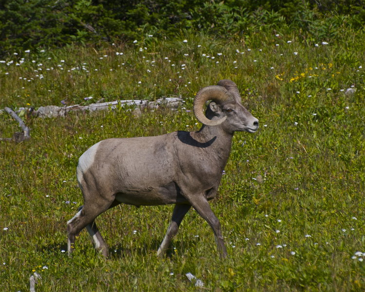 Bighorn sheep on an alpine meadow above Highline Trail