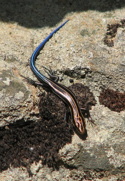 Five line Skink Hanging Rock SP.