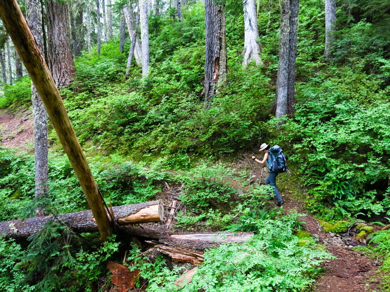 Working our way up one of the many switchbacks on Hannegan Pass Trail.