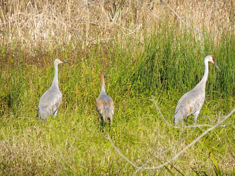 Sandhill crane family in the Great Marsh. These birds are so large with the most amazing calls.