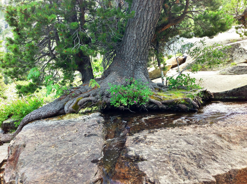 A cool tree near Cascade Creek.