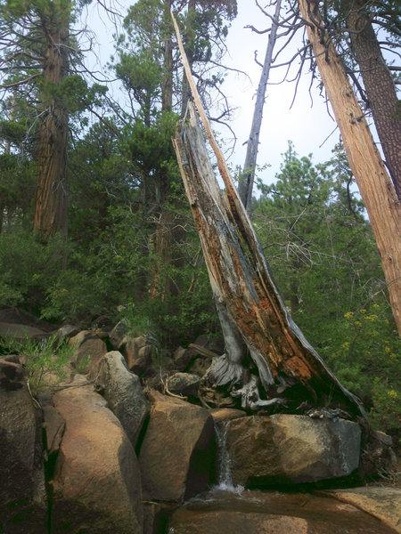 Another cool shot along Cascade Falls Trail.