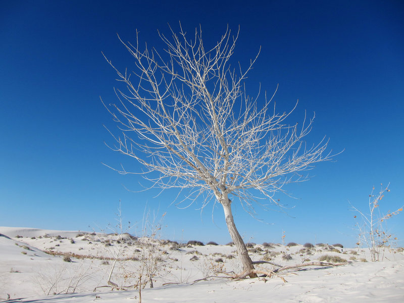 Rio Grande cottonwood (Populus deltoides subsp. wislizeni) on White Sands National Monument Dune Life Nature Trail
