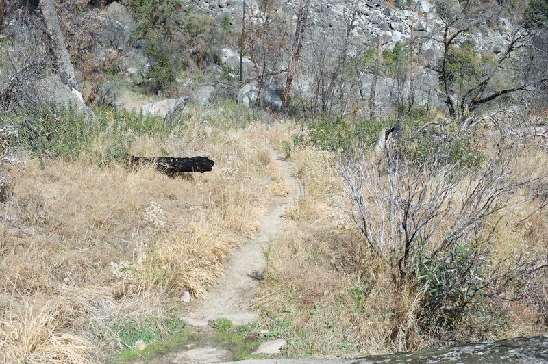 The Wapama Falls Trail as it works its way through the rock fields and wildflower area toward the end of the trail.