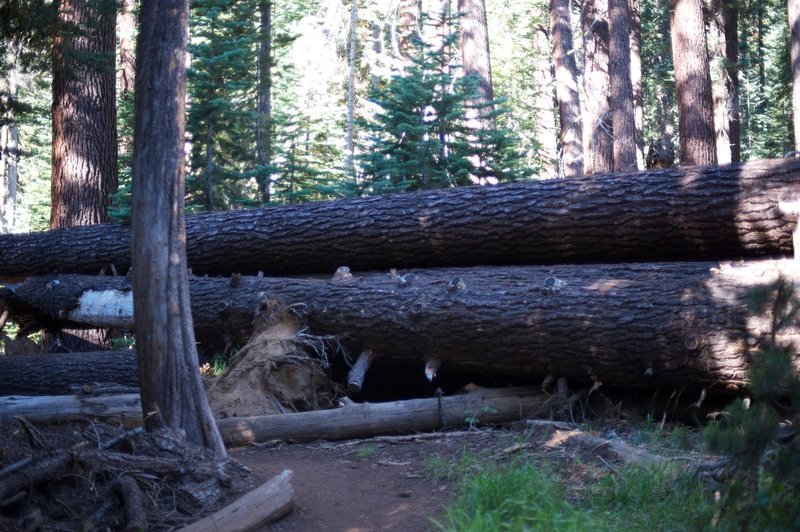 Trail running by some fallen trees.