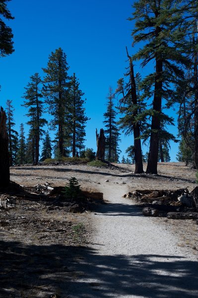 Trail as it approaches Indian Ridge and the trees begin to thin.