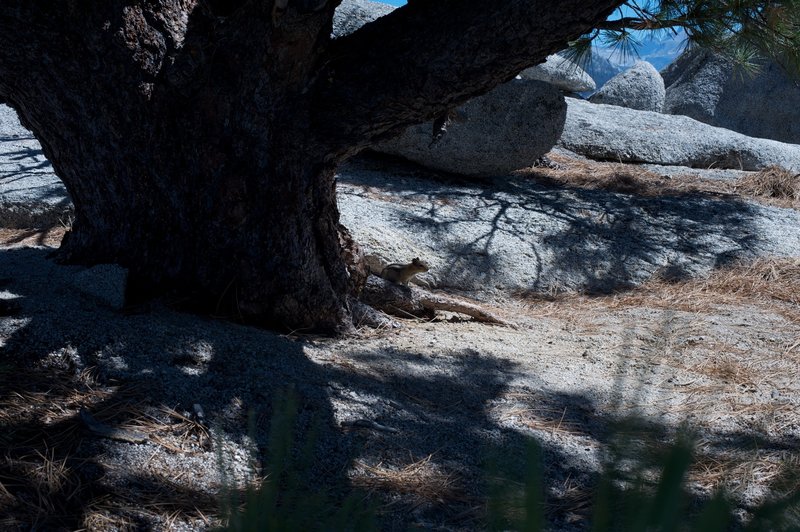 Ground squirrel looking for lunch on North Dome.