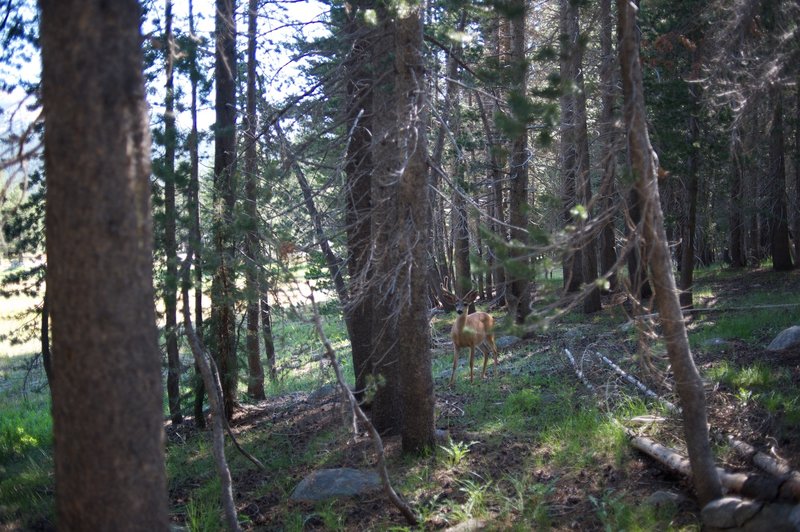 Buck in velvet encountered in the woods along the trail to Dog Lake.